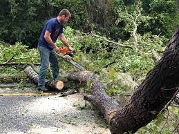 Monongahela, PA Tree Services Company